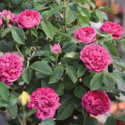 Rosen * Rosenhof Schultheis Damaszenerrose 'Rose de Resht'