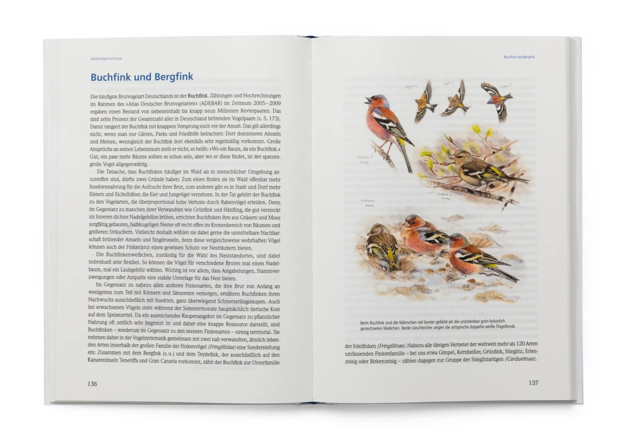 Garten & Natur|Gartenbücher * Pala-Verlag Das große Buch der Gartenvögel
