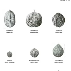 Garten & Natur|Ratgeber * AT Verlag Die Walnuss