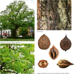 Garten & Natur|Ratgeber * AT Verlag Die Walnuss
