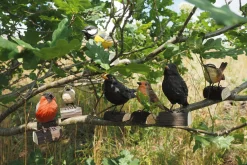 Gartendekoration * Wildlife Garden Dompfaff Lindenholz handgeschnitzt