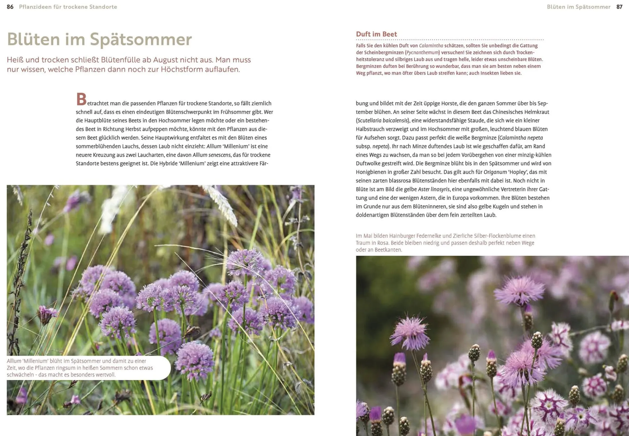 Garten & Natur|Ratgeber * Ulmer Verlag Echte Hitzeprofis