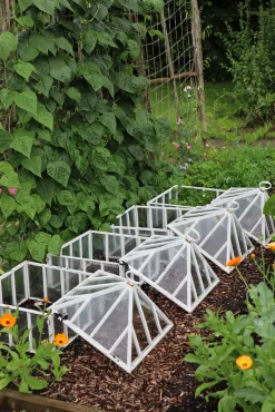 Gewächshäuser * Claverton Cloches Englische Frühbeetglocke