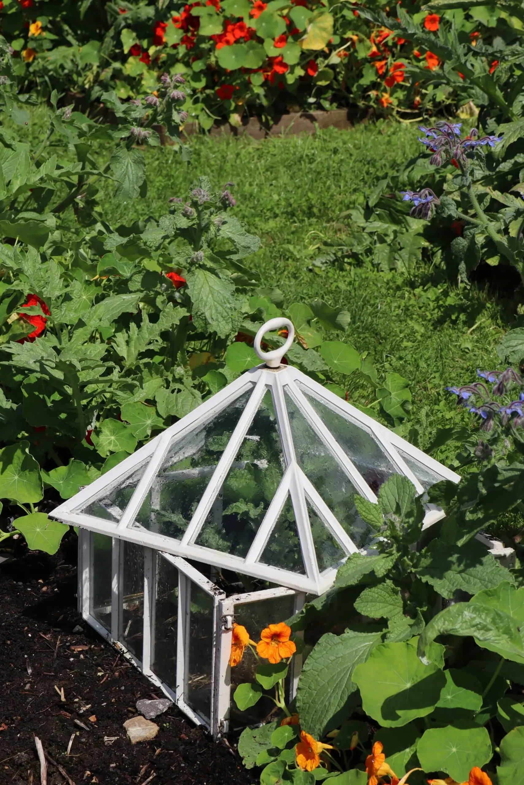 Gewächshäuser * Claverton Cloches Englische Frühbeetglocke