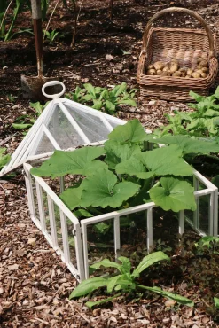Gewächshäuser * Claverton Cloches Englische Frühbeetglocke