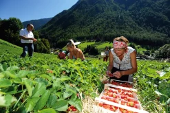 Konfitüre * Karl Telfser Erdbeer-Fruchtaufstrich aus Südtirol