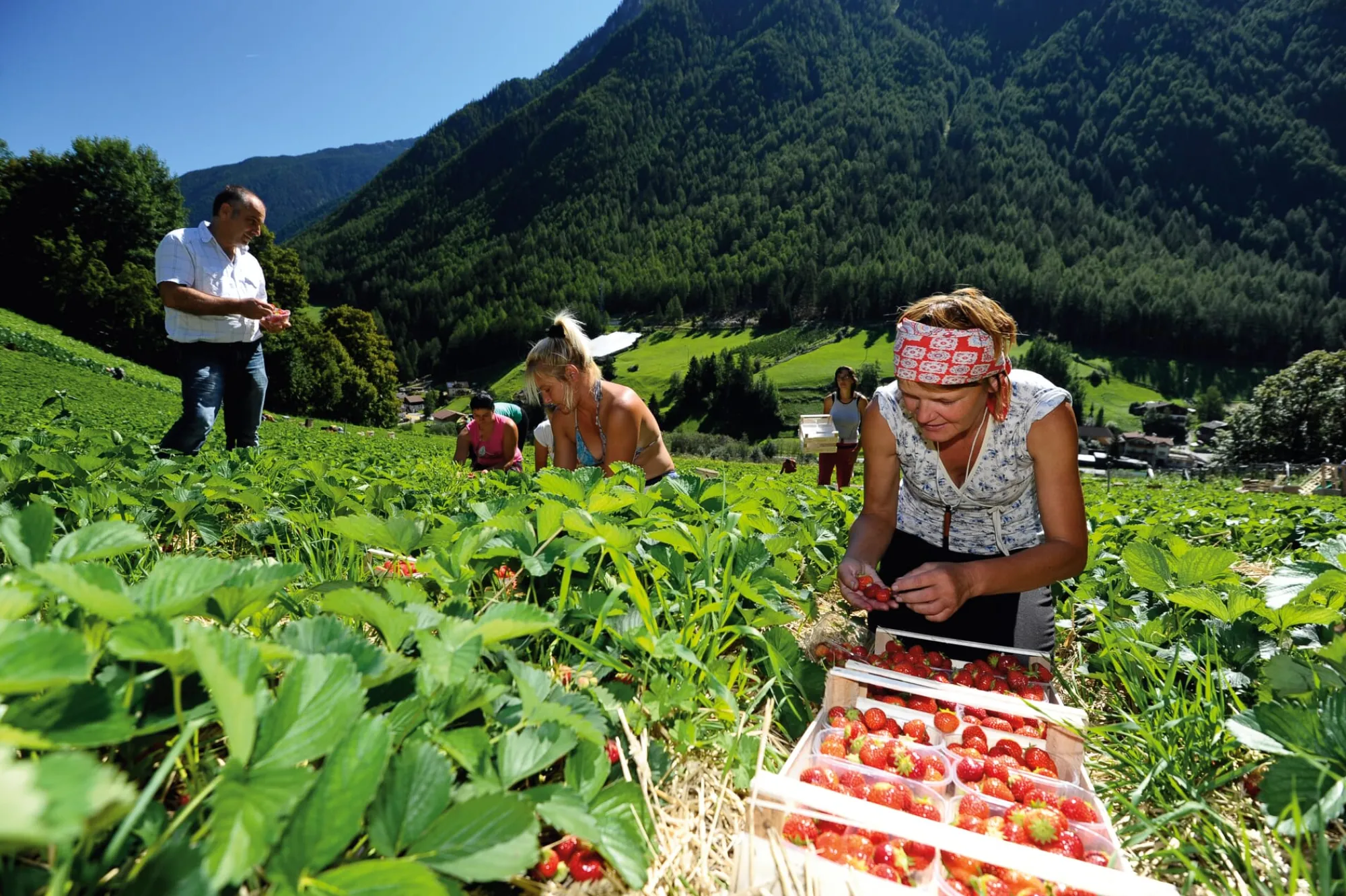 Konfitüre * Karl Telfser Erdbeer-Fruchtaufstrich aus Südtirol