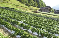 Konfitüre * Karl Telfser Erdbeer-Fruchtaufstrich aus Südtirol