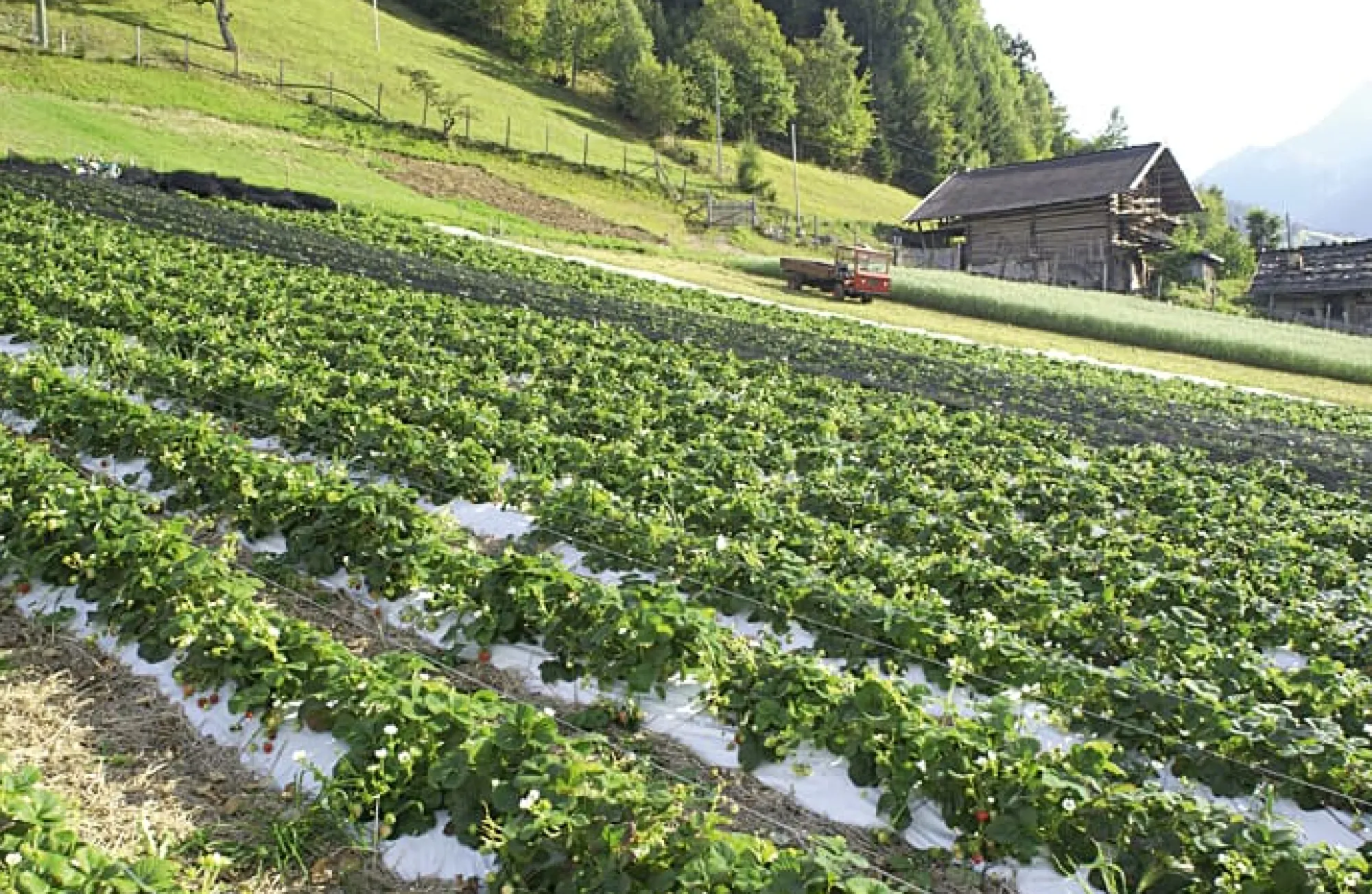 Konfitüre * Karl Telfser Erdbeer-Fruchtaufstrich aus Südtirol