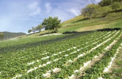Konfitüre * Karl Telfser Erdbeer-Fruchtaufstrich aus Südtirol