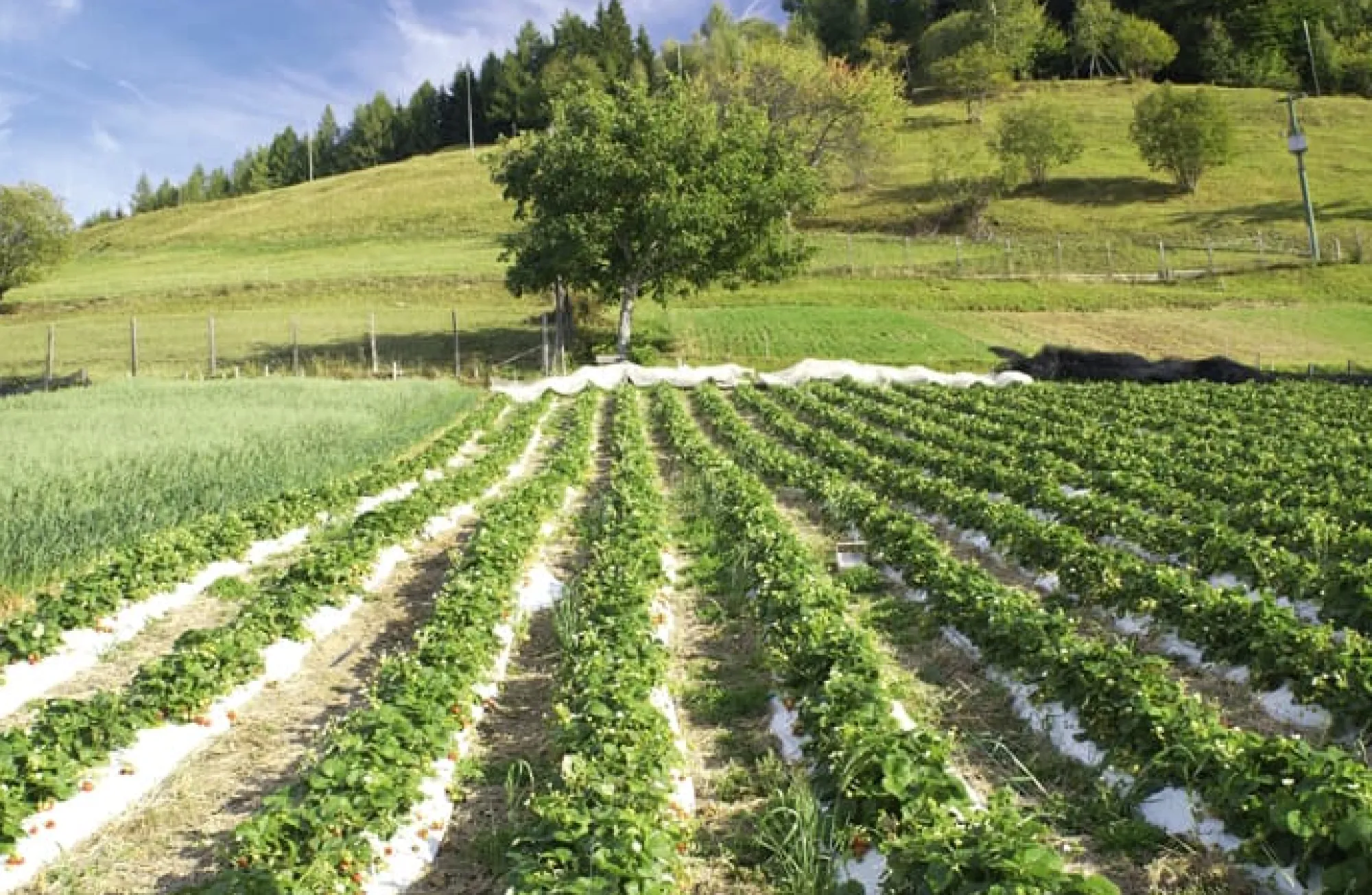 Konfitüre * Karl Telfser Erdbeer-Fruchtaufstrich aus Südtirol