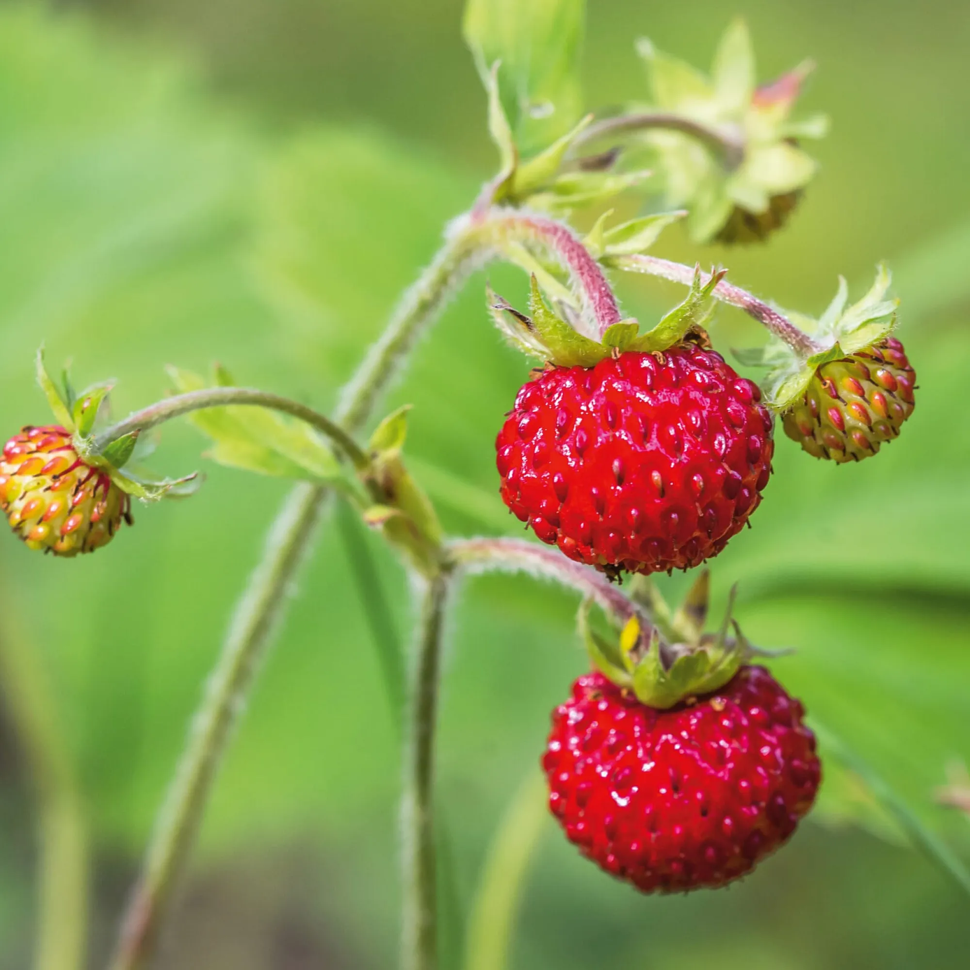 Obstgehölze * Erdbeerpaket Balkon-Erdbeeren