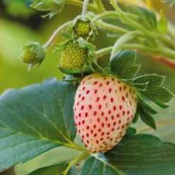 Obstgehölze * Erdbeerpaket Balkon-Erdbeeren