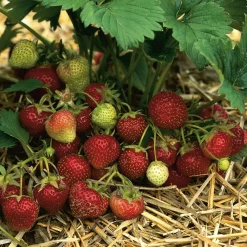 Obstgehölze * Martin Müller Baumschulen Erdbeer-Probierpaket No. 1