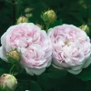 Rosen * Rosenhof Schultheis Gallische Rose 'Duchesse de Montebello'