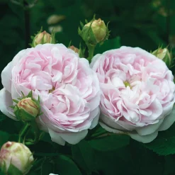 Rosen * Rosenhof Schultheis Gallische Rose 'Duchesse de Montebello'