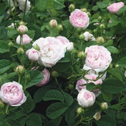 Rosen * Rosenhof Schultheis Gallische Rose 'Duchesse de Montebello'