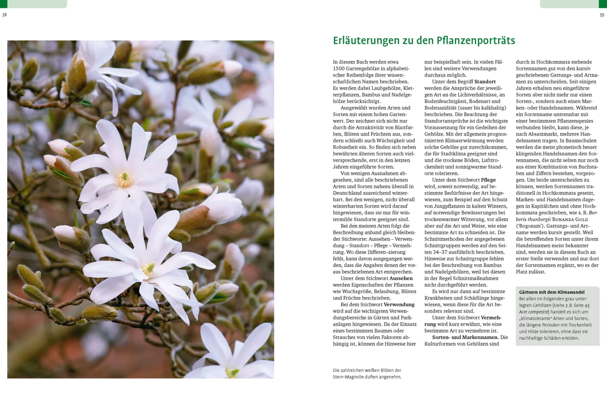 Garten & Natur|Ratgeber * Ulmer Verlag Gehölze von A-Z
