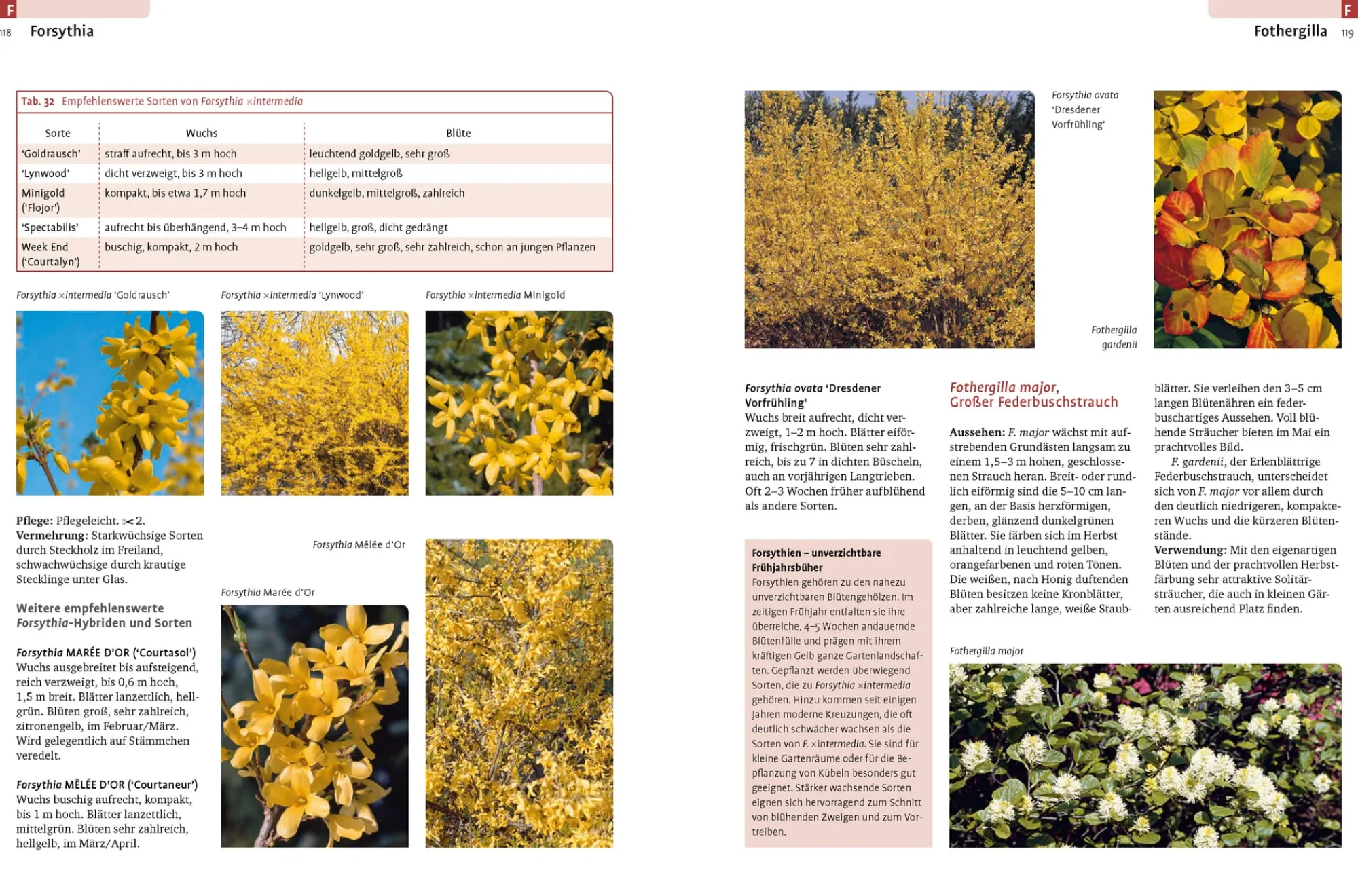 Garten & Natur|Ratgeber * Ulmer Verlag Gehölze von A-Z