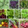 Gemüsesamen|Gemüsepflanzen * Bio-Jungpflanzen Wunderlich Gemüsejungpflanzen für das Hochbeet Set 1 und 2
