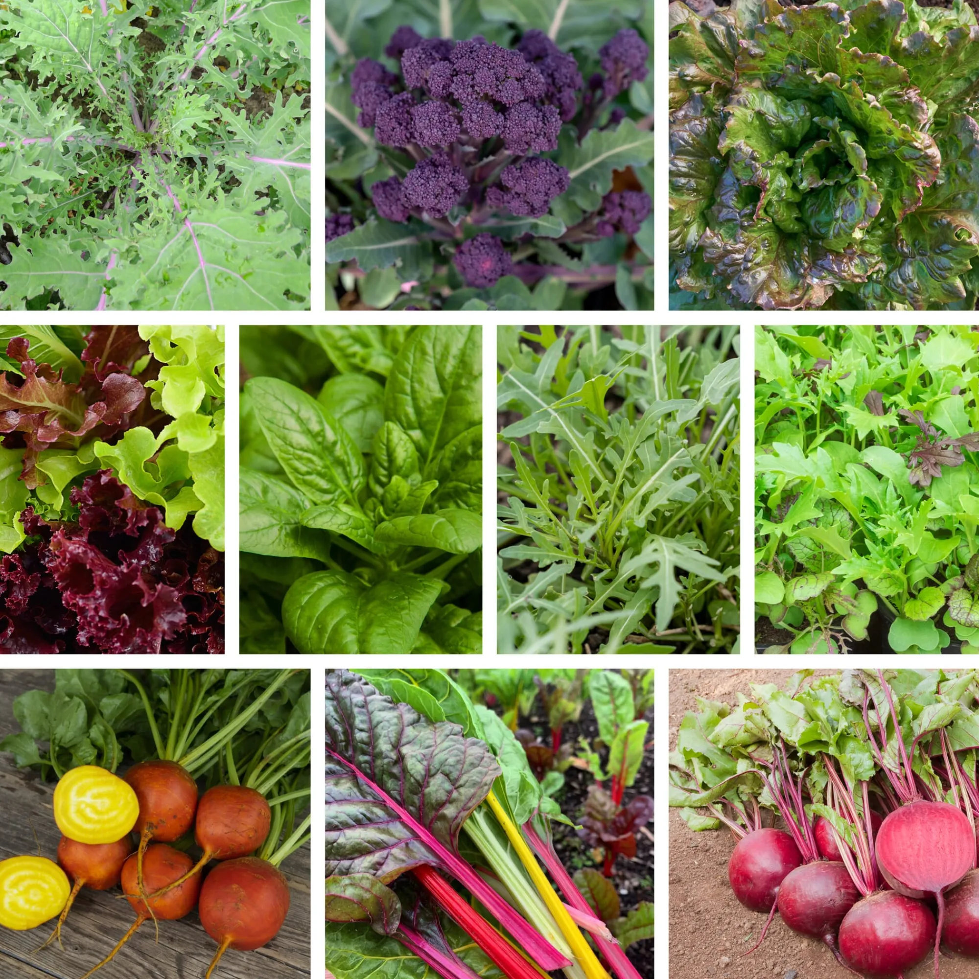 Gemüsesamen|Gemüsepflanzen * Bio-Jungpflanzen Wunderlich Gemüsejungpflanzen für das Hochbeet Set 1 und 2
