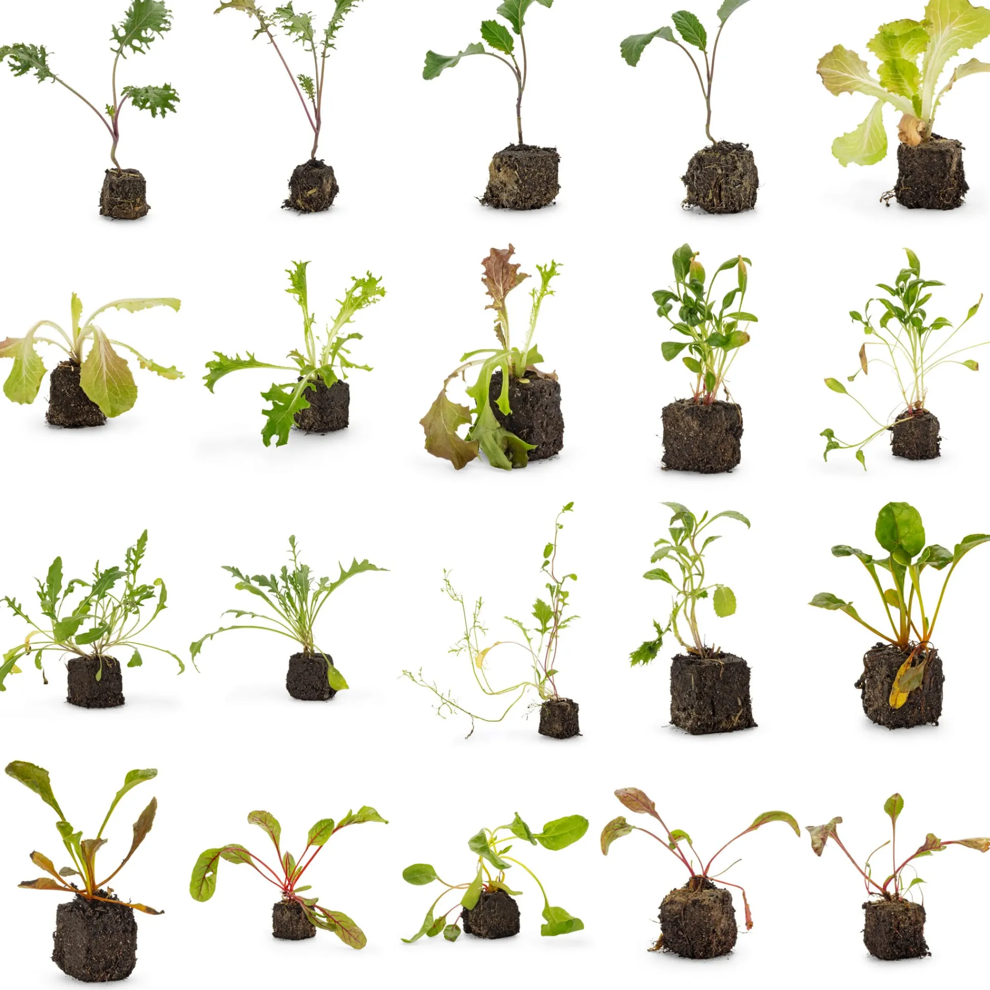 Gemüsesamen|Gemüsepflanzen * Bio-Jungpflanzen Wunderlich Gemüsejungpflanzen für das Hochbeet Set 1 und 2