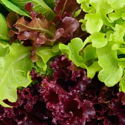 Gemüsesamen|Gemüsepflanzen * Bio-Jungpflanzen Wunderlich Gemüsejungpflanzen für das Hochbeet Set 1 und 2