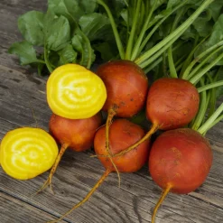 Gemüsesamen|Gemüsepflanzen * Bio-Jungpflanzen Wunderlich Gemüsejungpflanzen für das Hochbeet Set 1 und 2