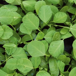 Gemüsesamen|Gemüsepflanzen * Gartenrot - Anja Walessa Gemüsesamen Asiatische Kräuter