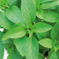 Gemüsesamen|Gemüsepflanzen * Gartenrot - Anja Walessa Gemüsesamen Asiatische Kräuter