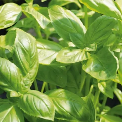 Gemüsesamen|Gemüsepflanzen * Gartenrot - Anja Walessa Gemüsesamen 'Besondere Basilikum'