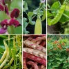Gemüsesamen|Gemüsepflanzen * Manufactum Gemüsesamen Besondere Bohnen und Erbsen
