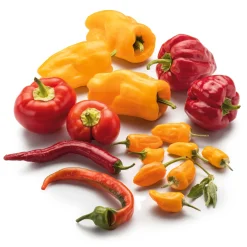 Gemüsesamen|Gemüsepflanzen * Manufactum Gemüsesamen Besondere Chilis und Paprika
