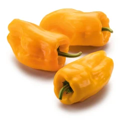 Gemüsesamen|Gemüsepflanzen * Manufactum Gemüsesamen Besondere Chilis und Paprika