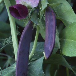Gemüsesamen * Manufactum Gemüsesamen Dekorative Gemüse