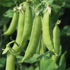 Gemüsesamen * Manufactum Gemüsesamen Gartengemüse Alte Landsorten