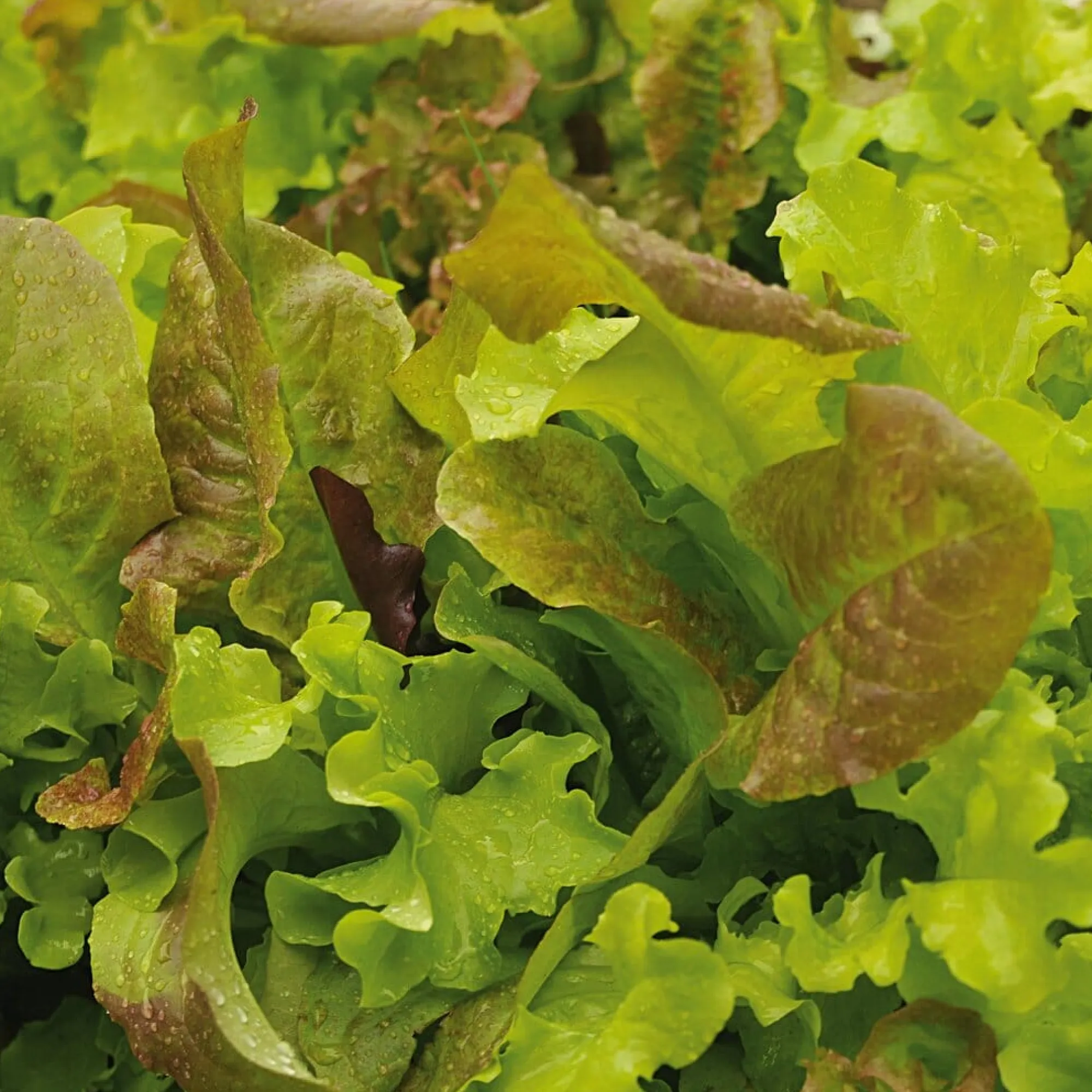 Gemüsesamen * Manufactum Gemüsesamen Gartengemüse Alte Landsorten