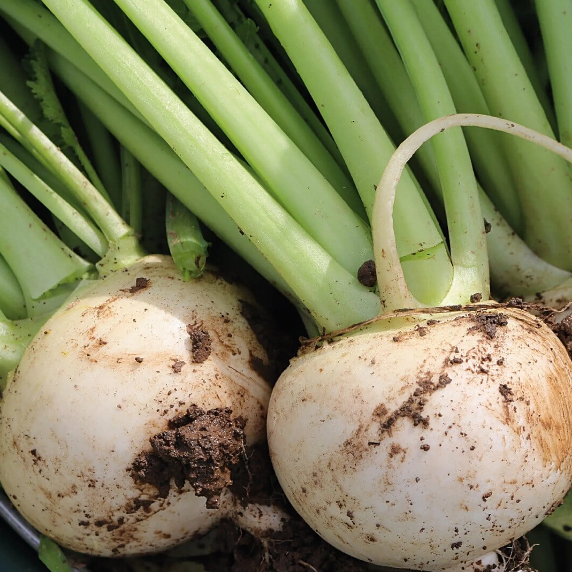 Gemüsesamen * Manufactum Gemüsesamen Gartengemüse Alte Landsorten