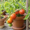 Gemüsesamen|Gemüsepflanzen * Samenarchiv Gerhard Bohl Gemüsesamen Tomaten für den Balkon