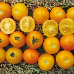Gemüsesamen|Gemüsepflanzen * Samenarchiv Gerhard Bohl Gemüsesamen Tomaten für den Balkon