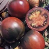 Gemüsesamen|Gemüsepflanzen * Samenarchiv Gerhard Bohl Gemüsesamen Tomaten in allen Farben