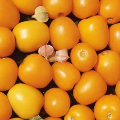 Gemüsesamen|Gemüsepflanzen * Samenarchiv Gerhard Bohl Gemüsesamen Tomaten in allen Farben