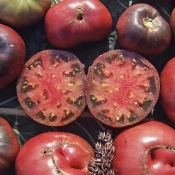Gemüsesamen|Gemüsepflanzen * Samenarchiv Gerhard Bohl Gemüsesamen Tomaten in allen Farben