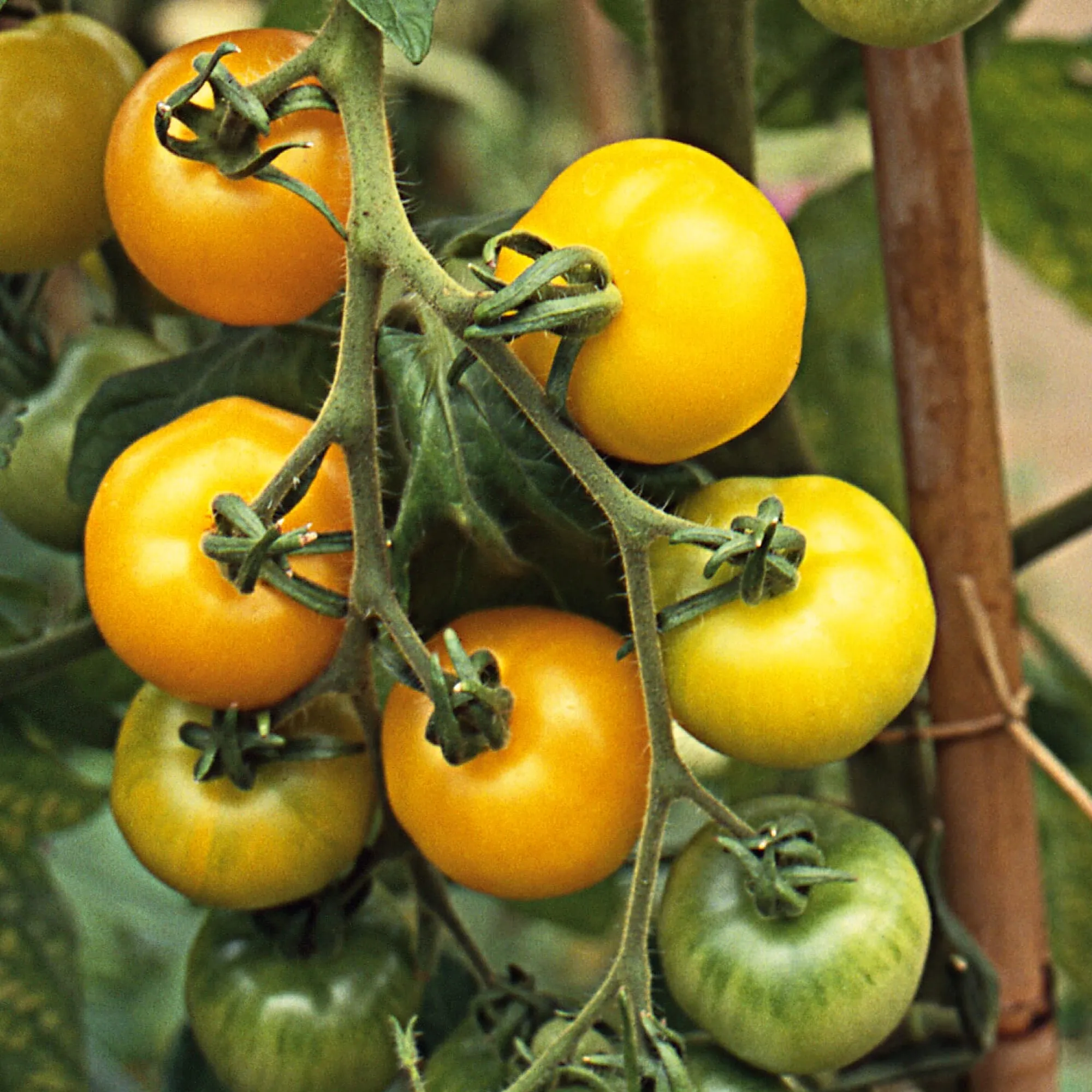Gemüsesamen|Gemüsepflanzen * Samenarchiv Gerhard Bohl Gemüsesamen Tomaten in allen Farben