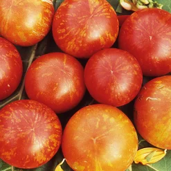 Gemüsesamen|Gemüsepflanzen * Samenarchiv Gerhard Bohl Gemüsesamen Tomaten in allen Farben