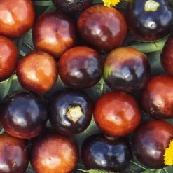 Gemüsesamen|Gemüsepflanzen * Samenarchiv Gerhard Bohl Gemüsesamen Tomaten in allen Farben