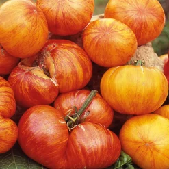 Gemüsesamen|Gemüsepflanzen * Samenarchiv Gerhard Bohl Gemüsesamen Tomaten in allen Farben