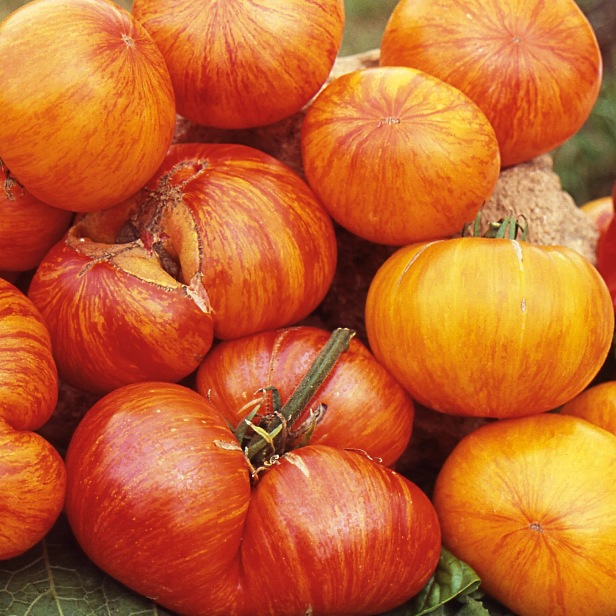 Gemüsesamen|Gemüsepflanzen * Samenarchiv Gerhard Bohl Gemüsesamen Tomaten in allen Farben