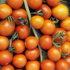 Gemüsesamen|Gemüsepflanzen * Samenarchiv Gerhard Bohl Gemüsesamen Tomaten in allen Farben