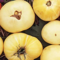 Gemüsesamen|Gemüsepflanzen * Samenarchiv Gerhard Bohl Gemüsesamen Tomaten in allen Farben